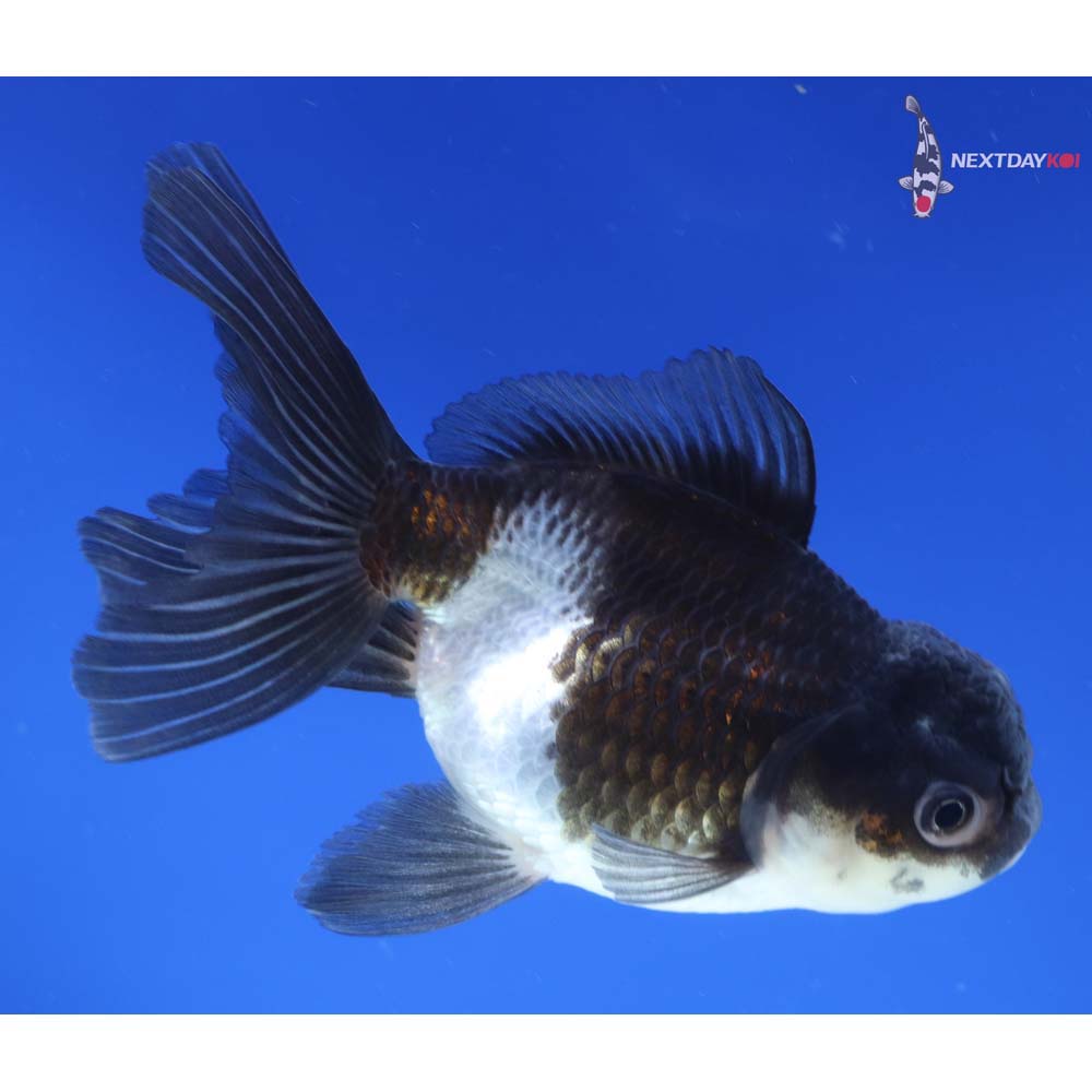 5” Imported Panda Oranda