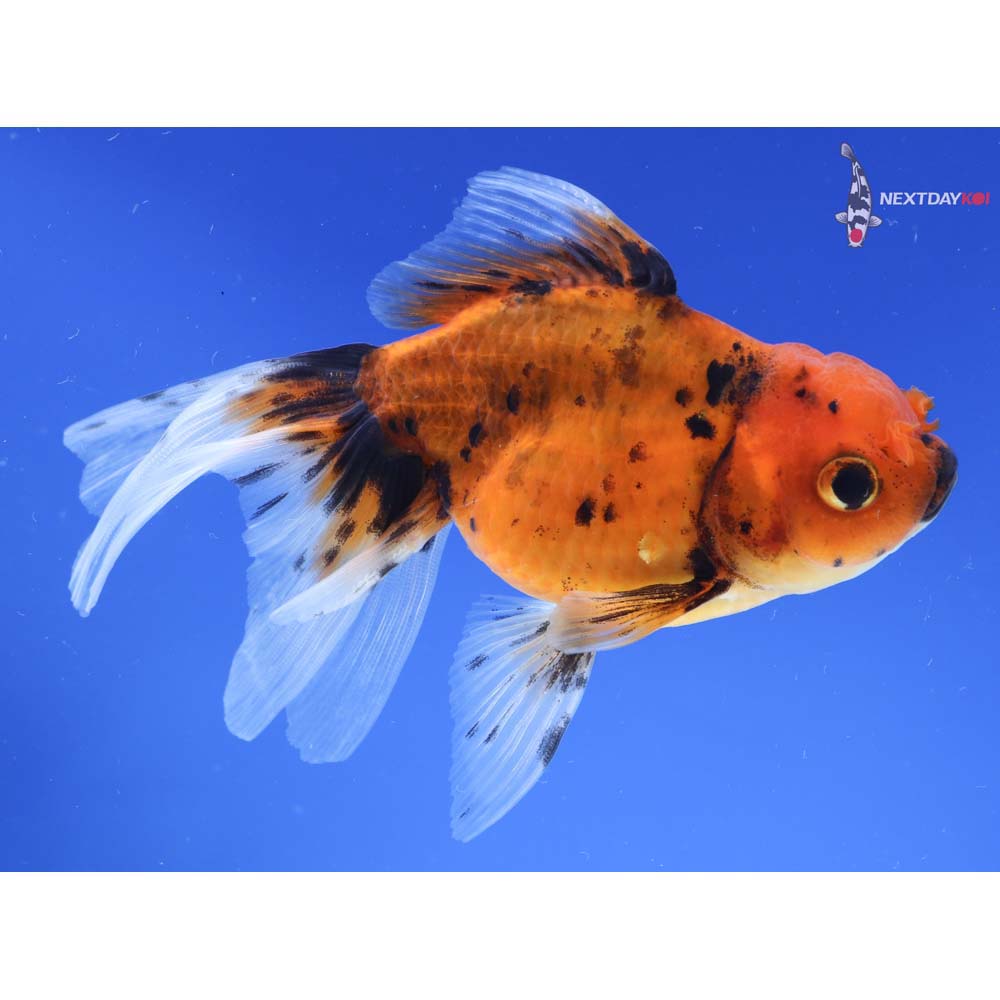5” Imported Calico Oranda
