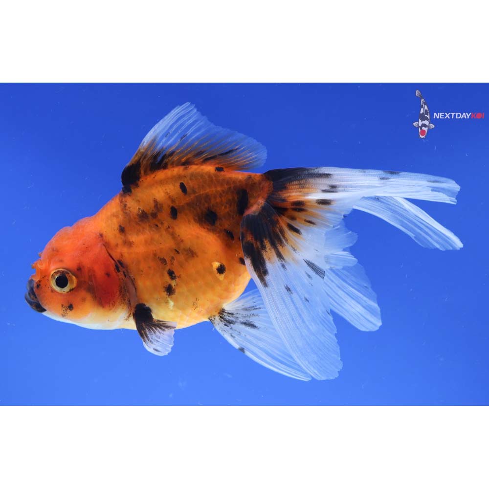 5” Imported Calico Oranda