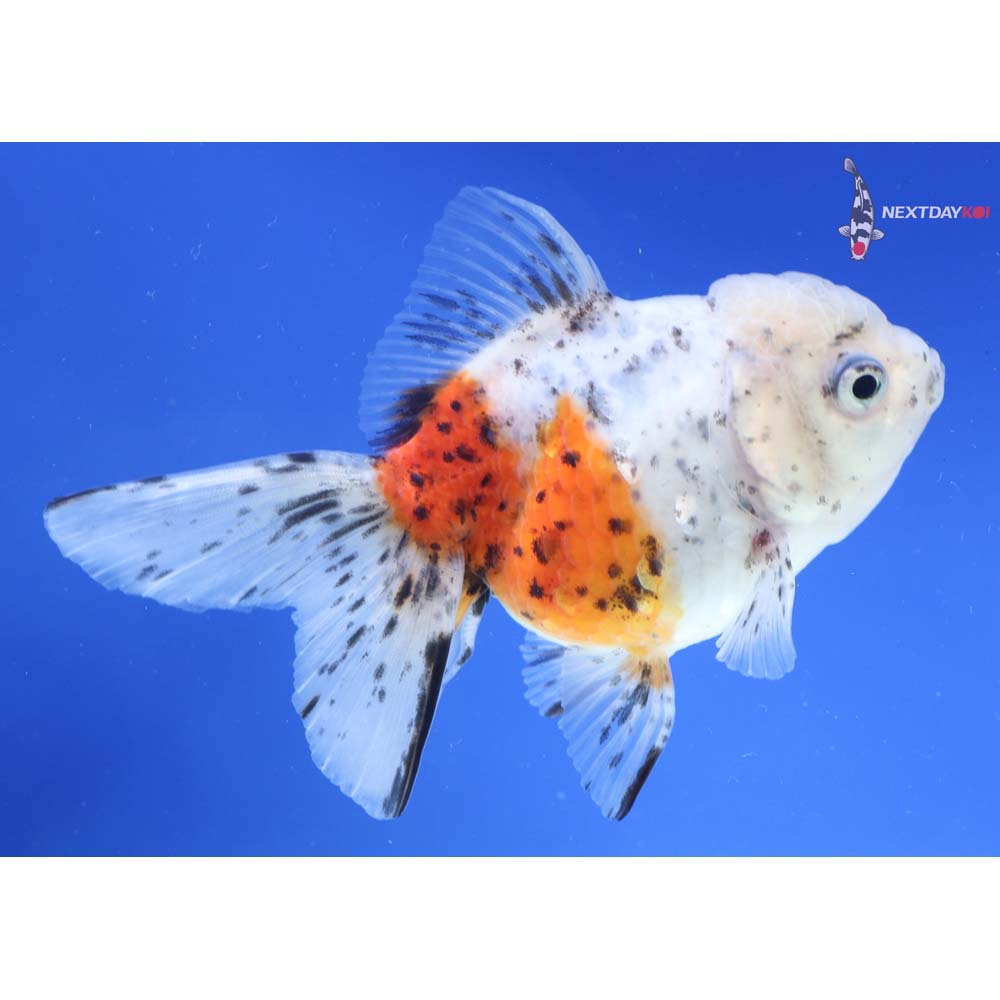 5” Imported Calico Oranda