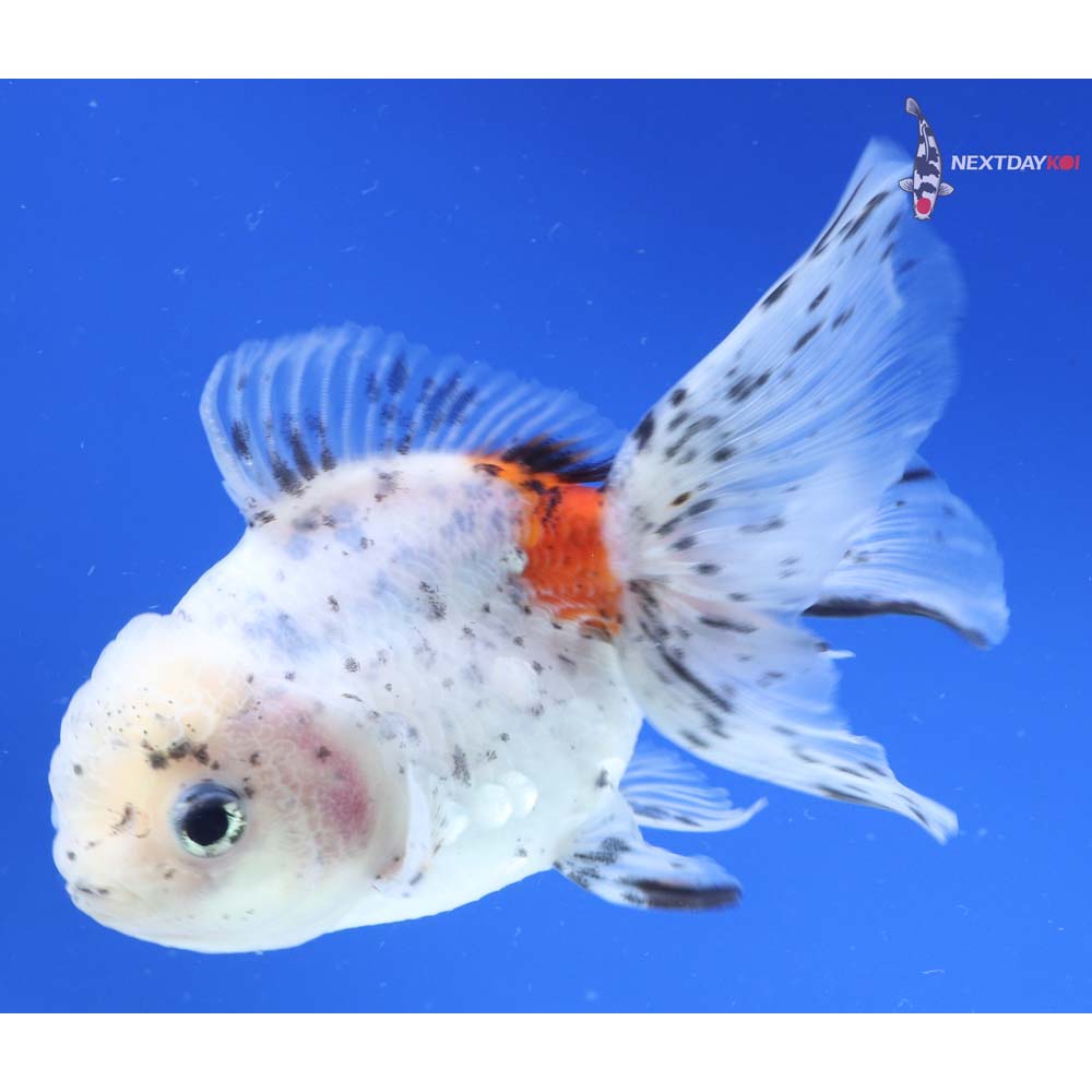 5” Imported Calico Oranda