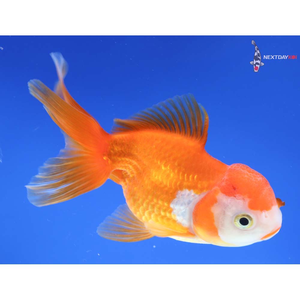 4.5” Imported Red and White Oranda