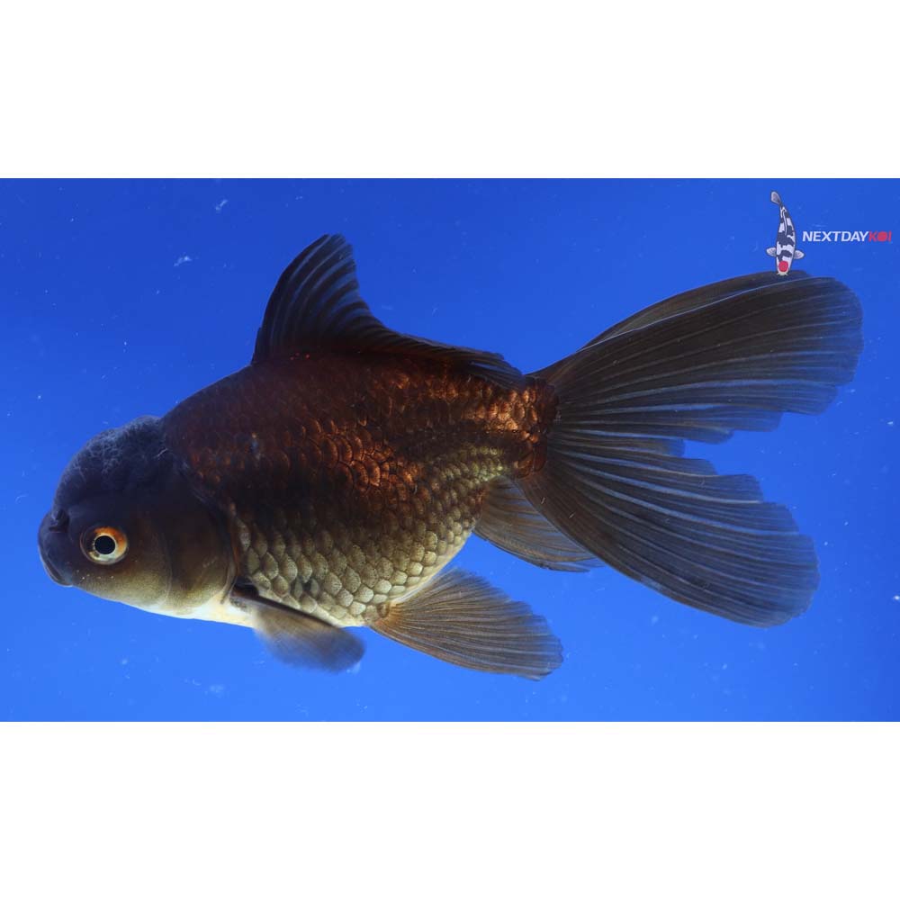 5” Imported Bronze Oranda