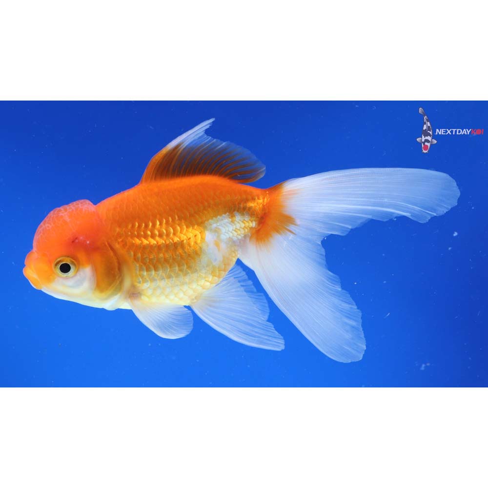 5.5” Imported Red and White Oranda