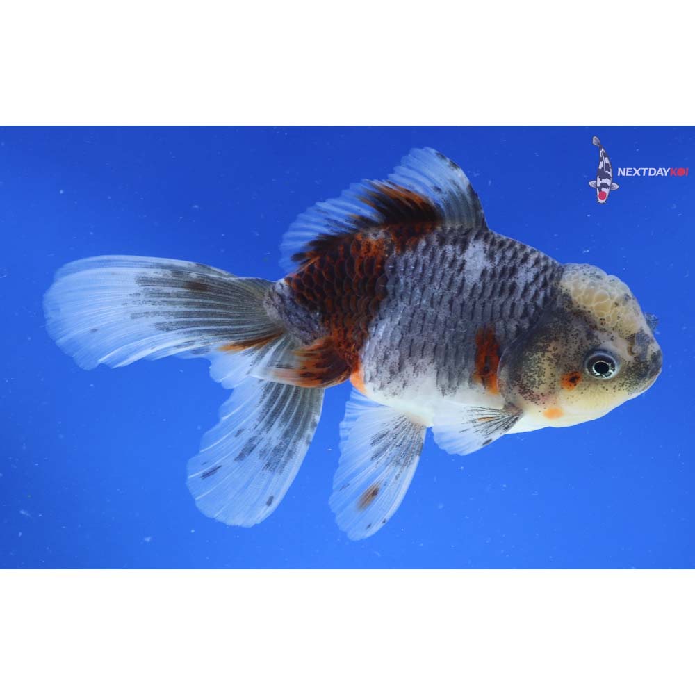 5.5” Imported Calico Oranda