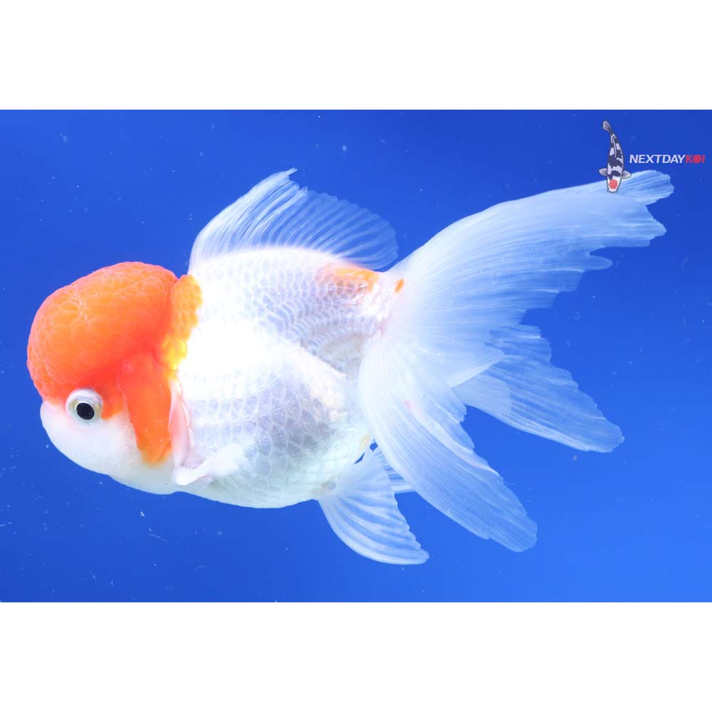 4.5” Imported Red and White Oranda