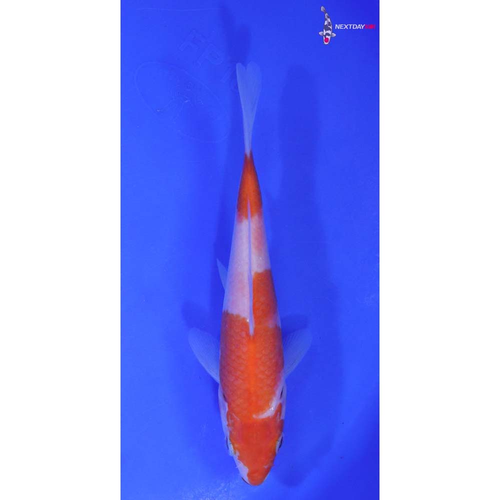 6.5” Imported Kohaku