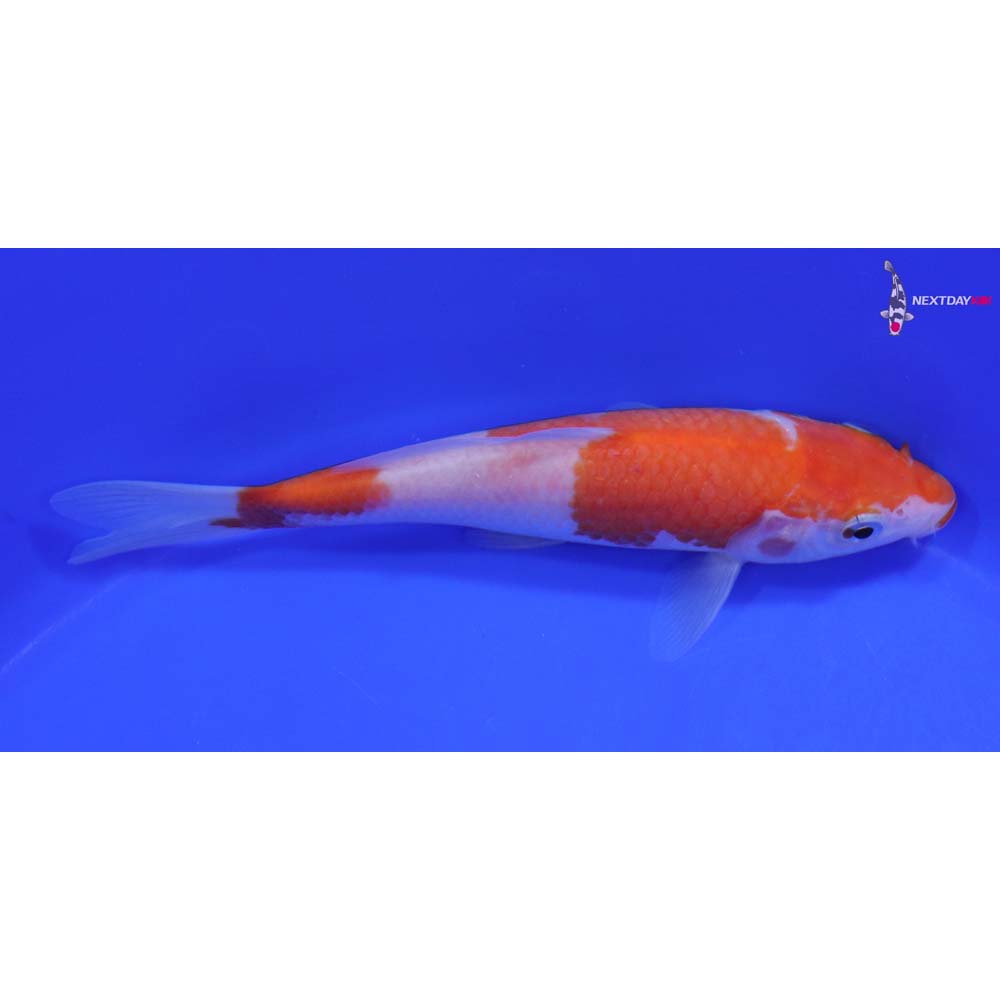 6.5” Imported Kohaku