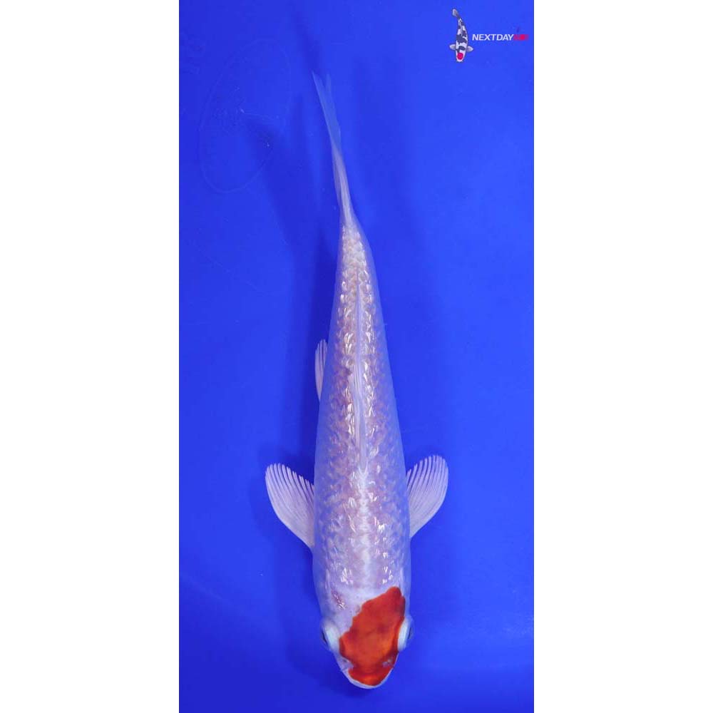 6.5” Imported Gin Rin Hariwake