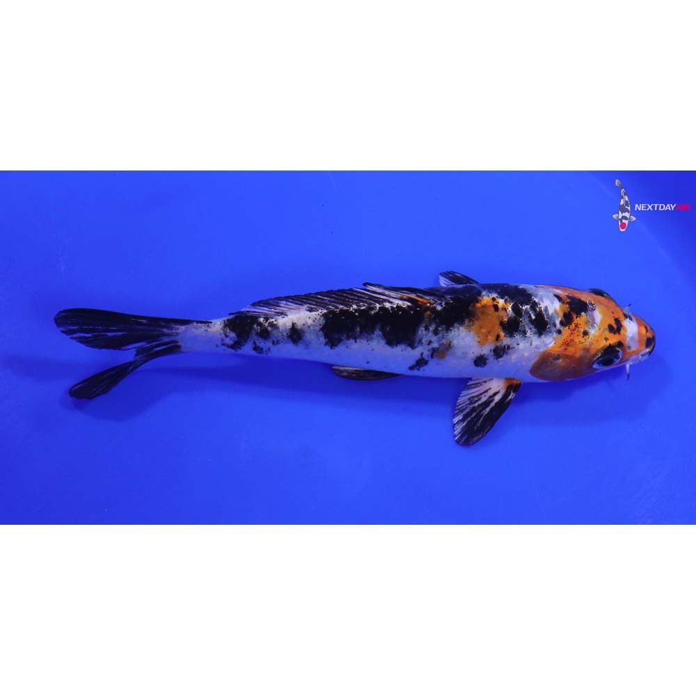 6.5” Imported Yamato Nishiki