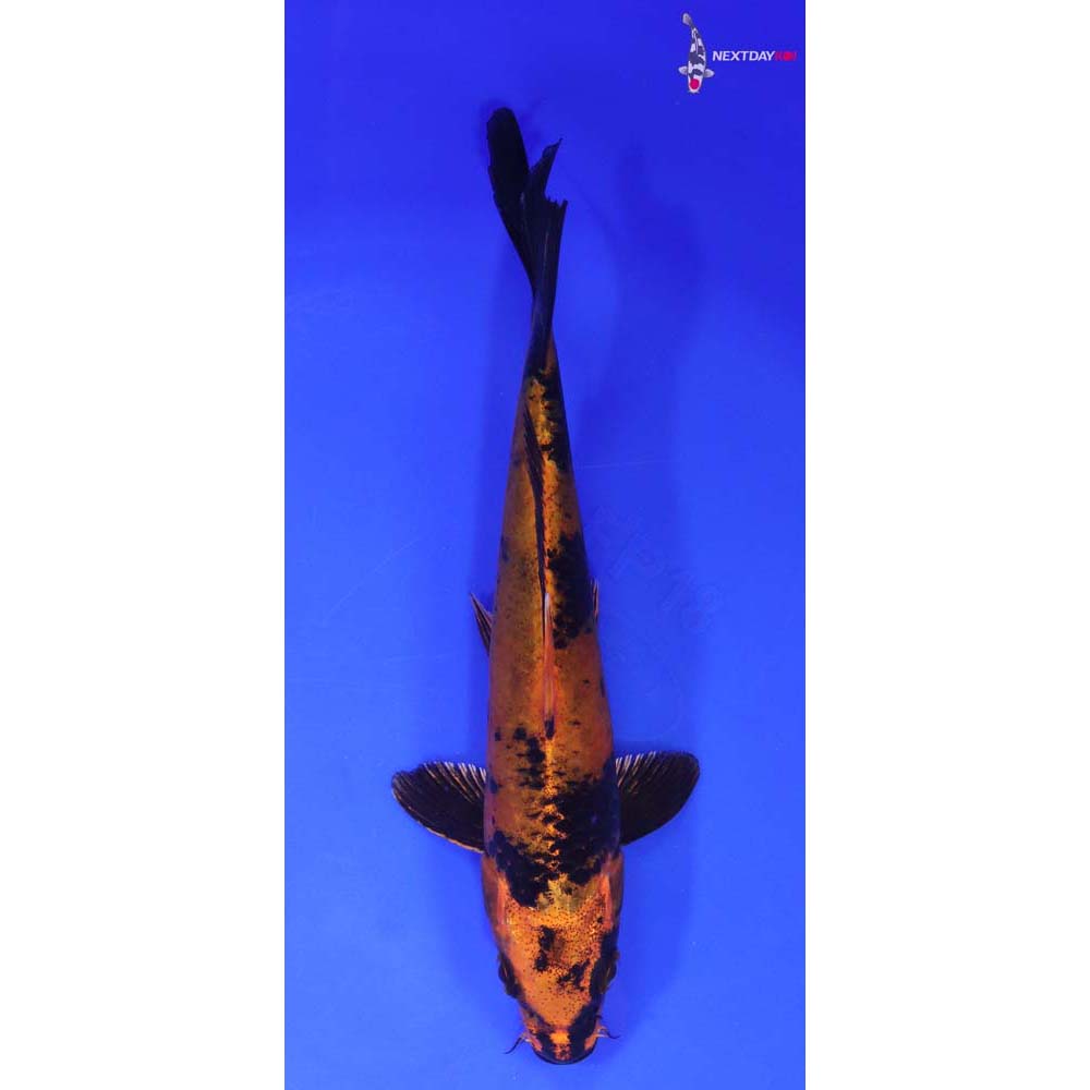 7” Imported Kin Hi Utsuri