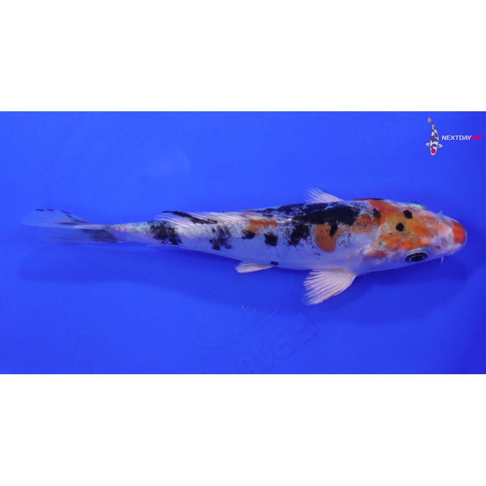 7” Imported Heisei Nishiki