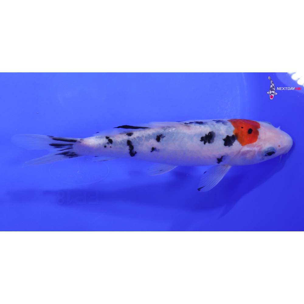 7.5” Imported Sanke