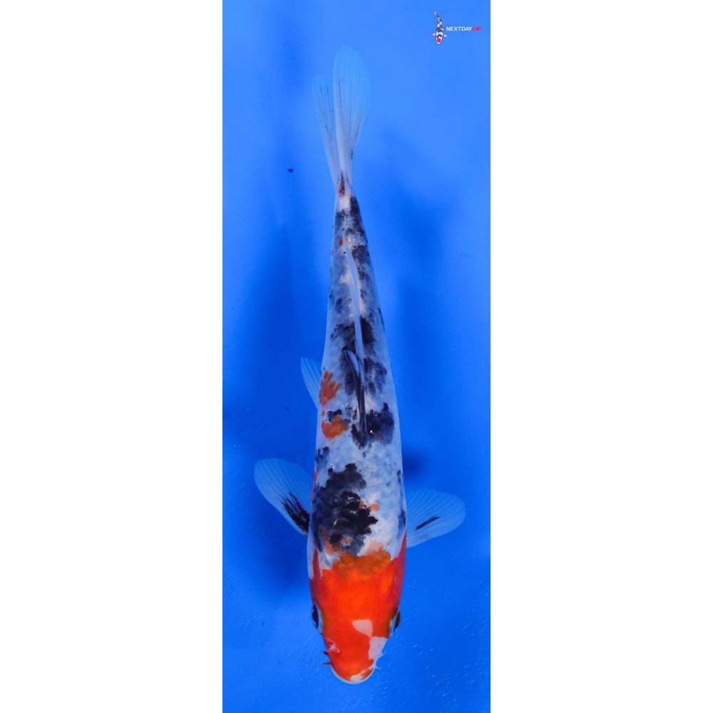 6.5” Imported Sanke