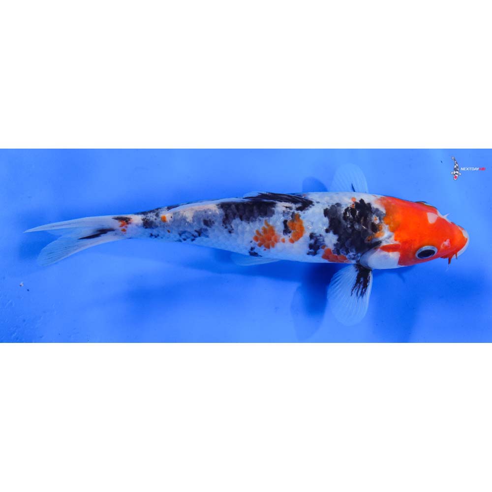 6.5” Imported Sanke