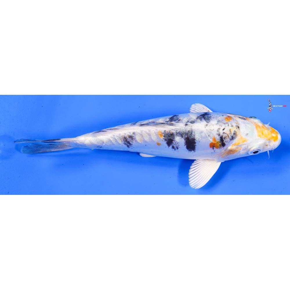 6.5” Imported Heisei Nishiki