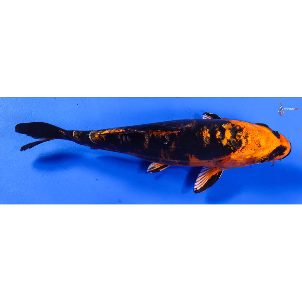 6.5” Imported Kin Kikokuryu