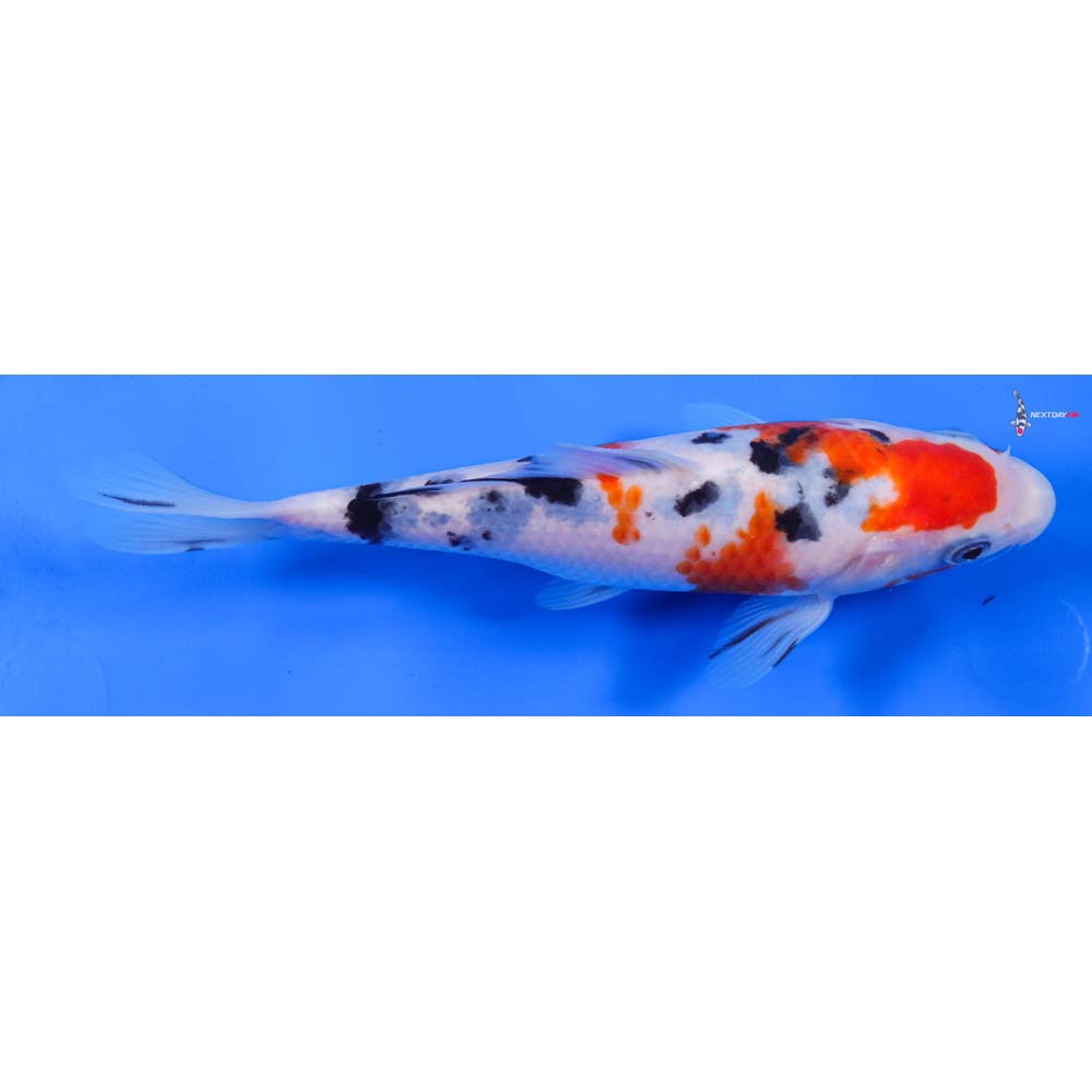 6.5” Imported Sanke