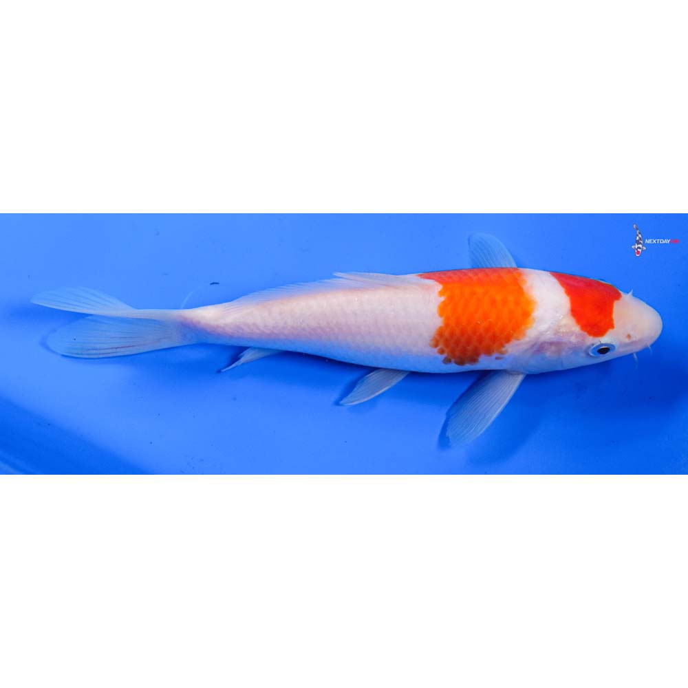 6.5” Imported Kohaku