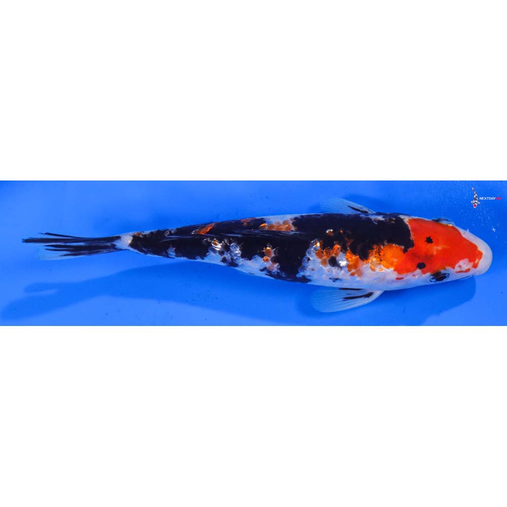 6.5” Imported Gin Rin Sanke