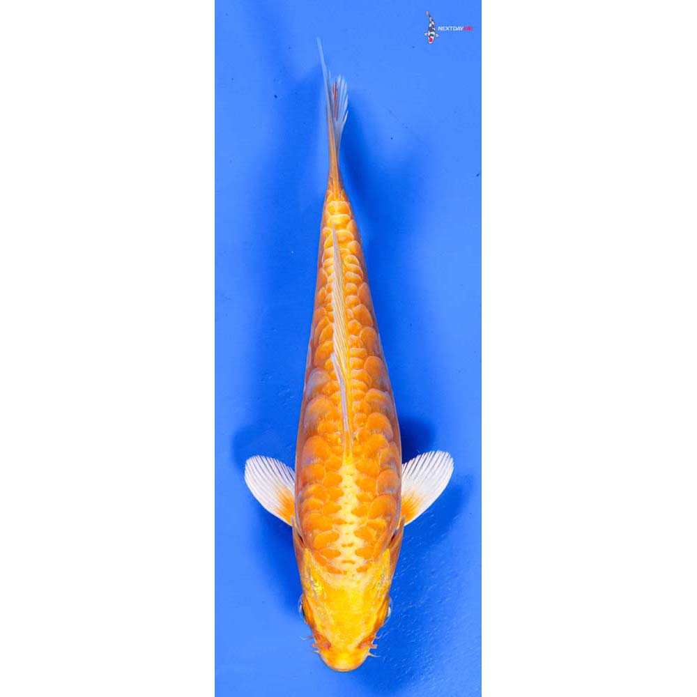 6.5” Imported Armor Scaled Yamabuki Ogon