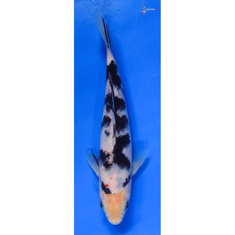 7.5” Imported Shiro Bekko