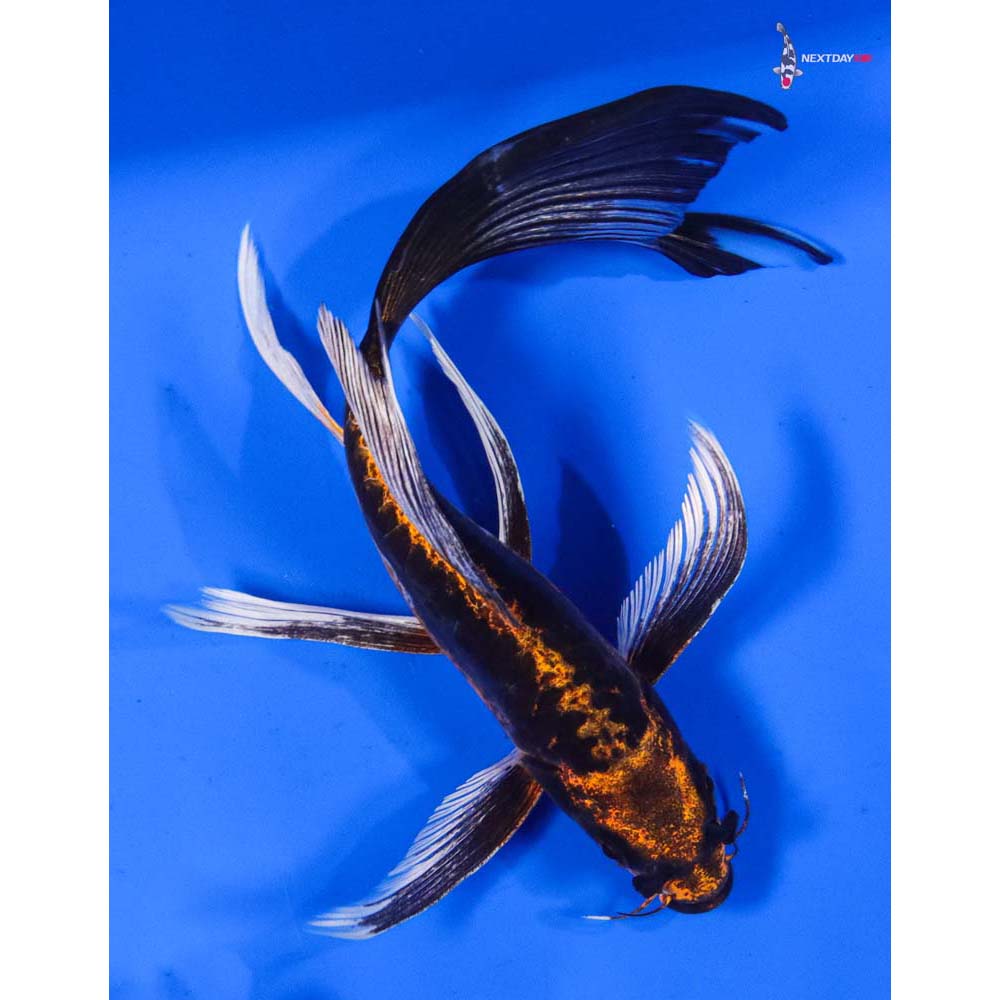 6.5” Imported Kin Kikokuryu Butterfly Koi