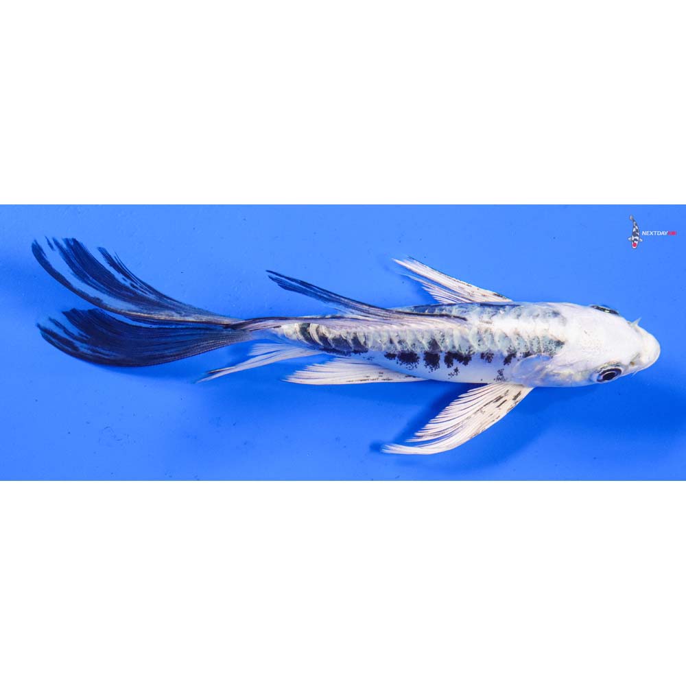 6” Imported Kikokuryu Butterfly Koi