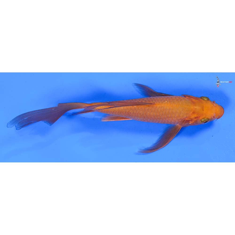 7” Imported Chagoi Butterfly Koi
