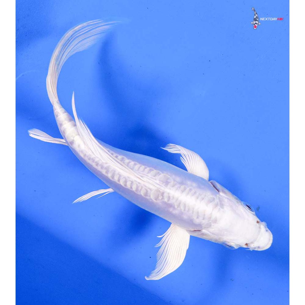 7” Imported Doitsu Platinum Ogon Butterfly Koi