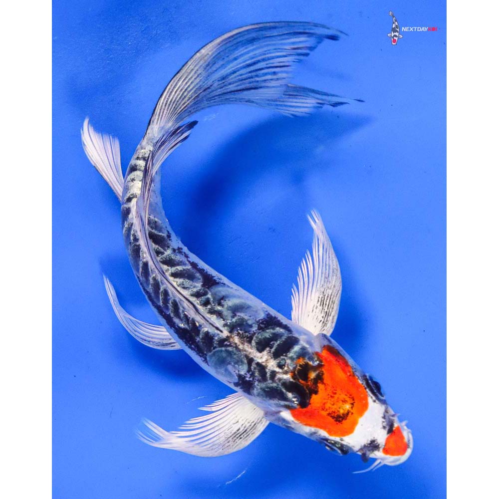 7” Imported Kin Kikokuryu Butterfly Koi