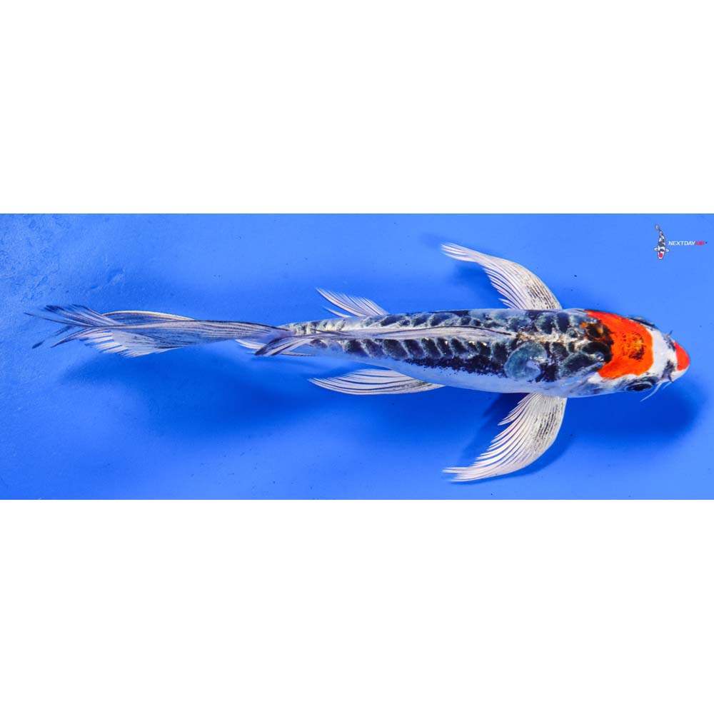 7” Imported Kin Kikokuryu Butterfly Koi
