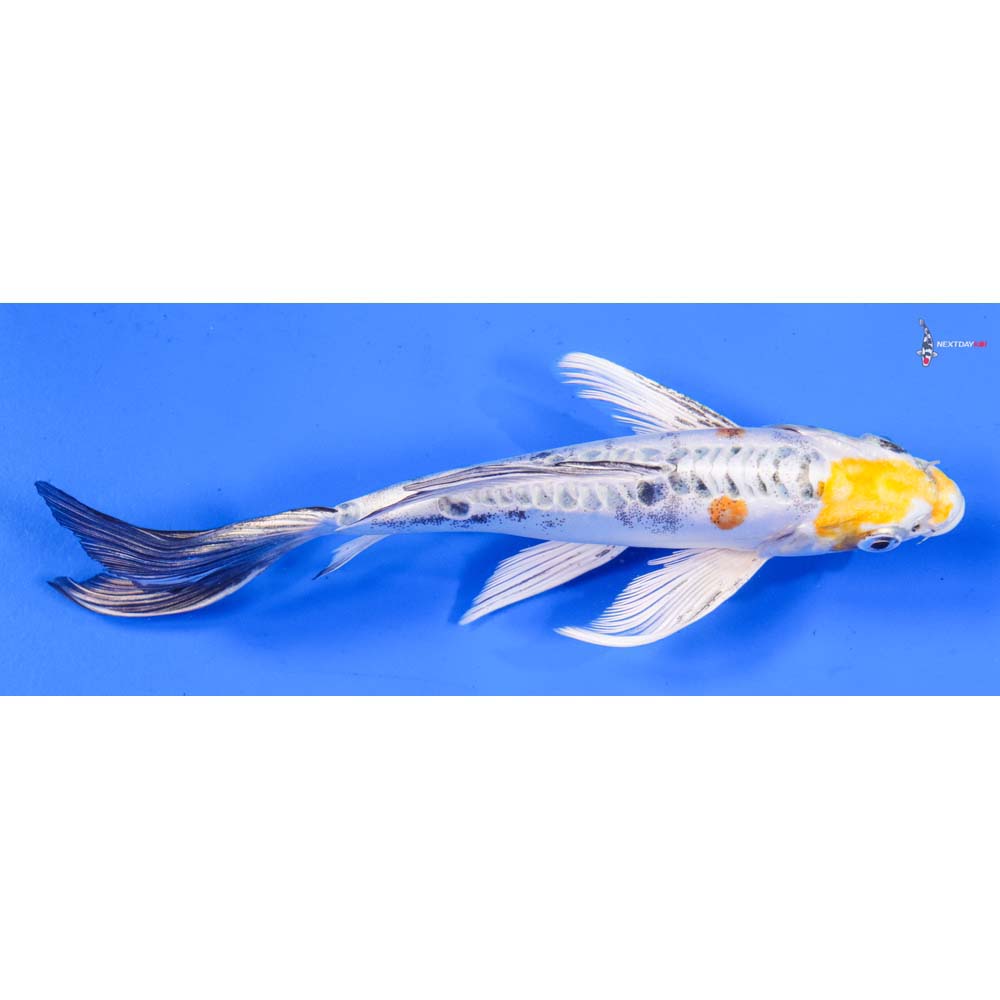 7” Imported Heisei Nishiki Butterfly Koi