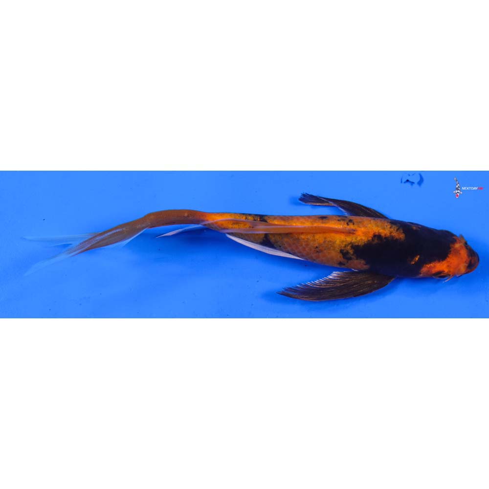 7” Imported Kin Hi Utsuri Butterfly Koi