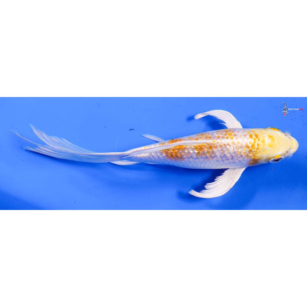 6” Imported Gin Rin Lemon Hariwake Butterfly Koi