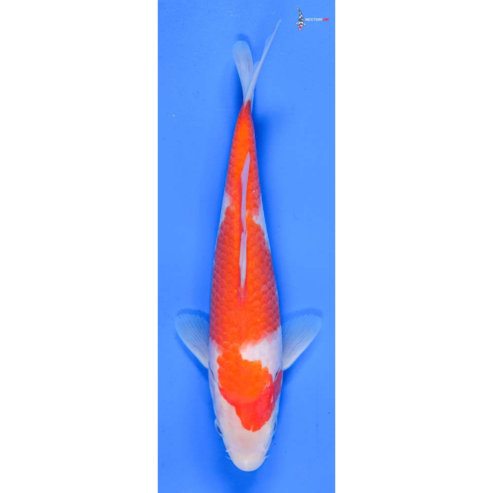 8” Imported Kohaku