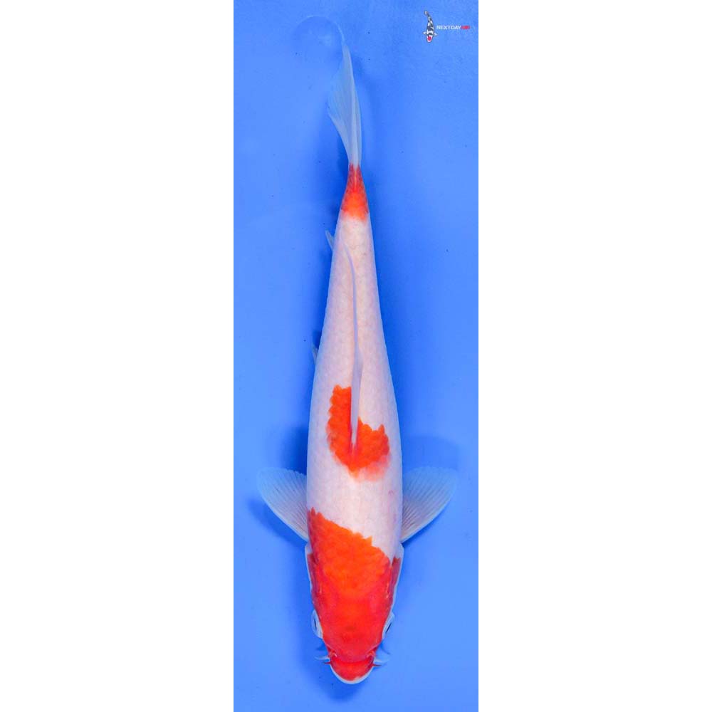 8” Imported Kohaku