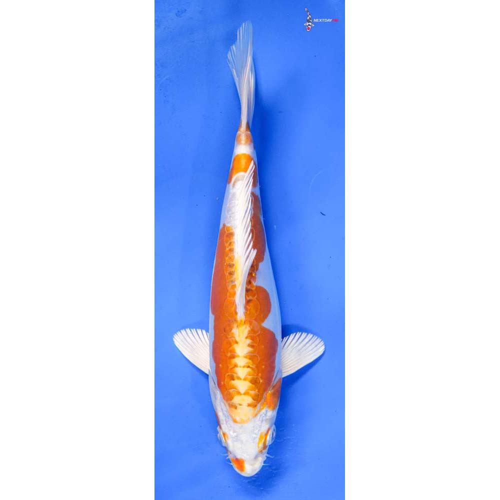 8” Imported Kikusui