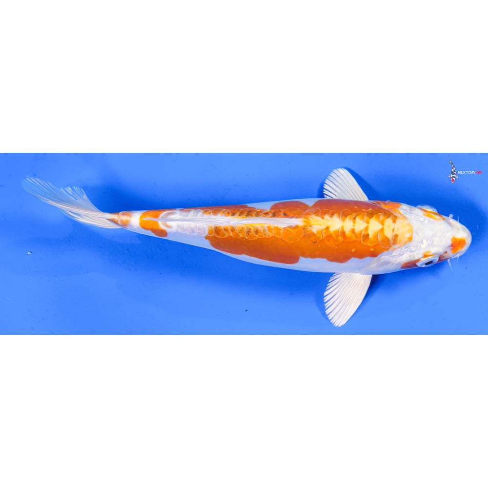 8” Imported Kikusui