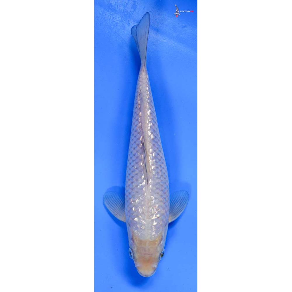 8” Imported Gin Rin Soragoi