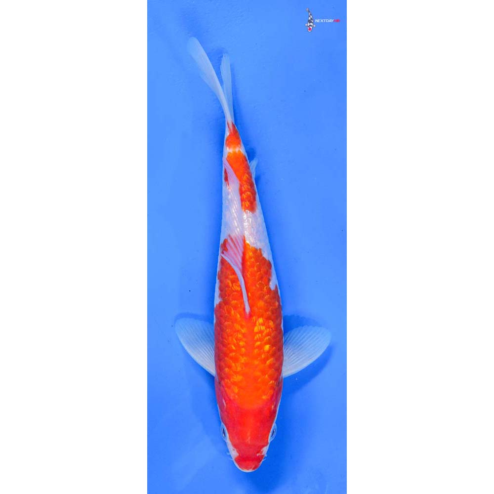 8.5” Imported Gin Rin Kohaku