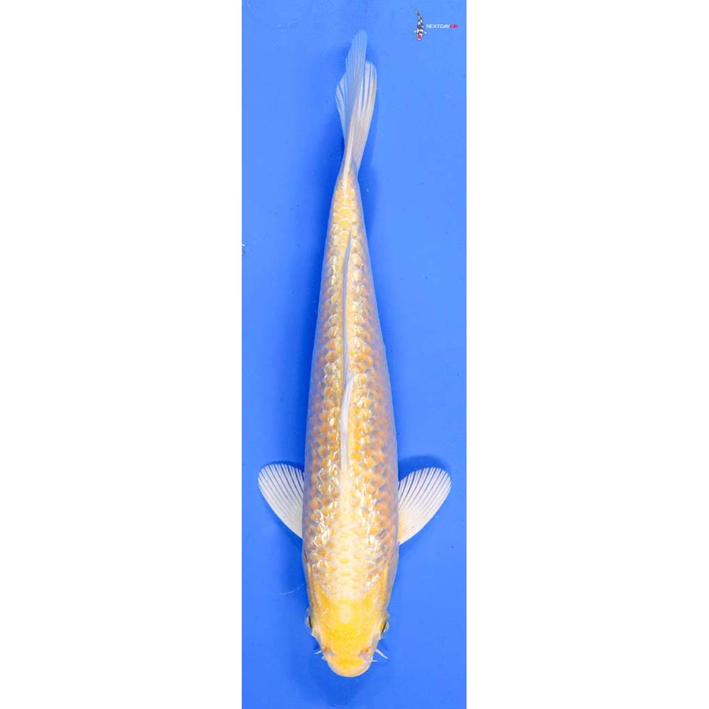 8.5” Imported Gin Rin Yamabuki Ogon