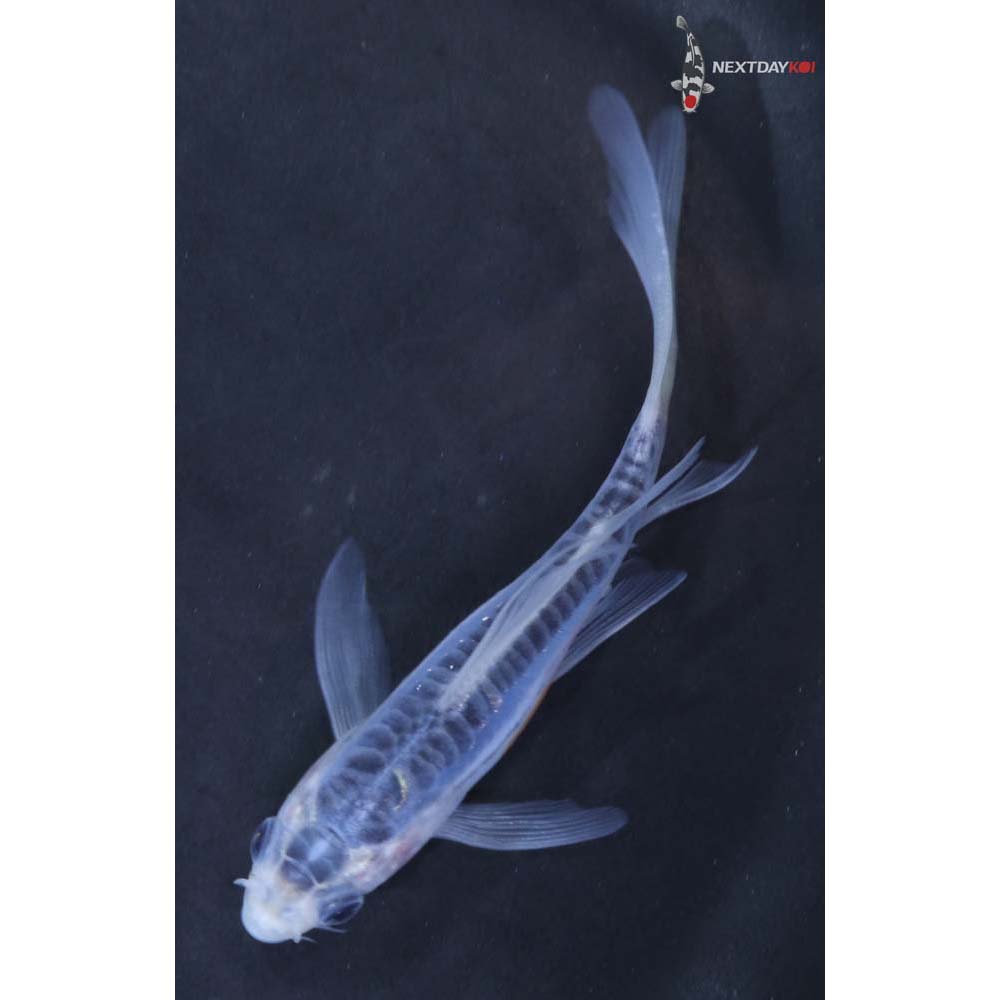 4” Imported Shusui Butterfly Koi