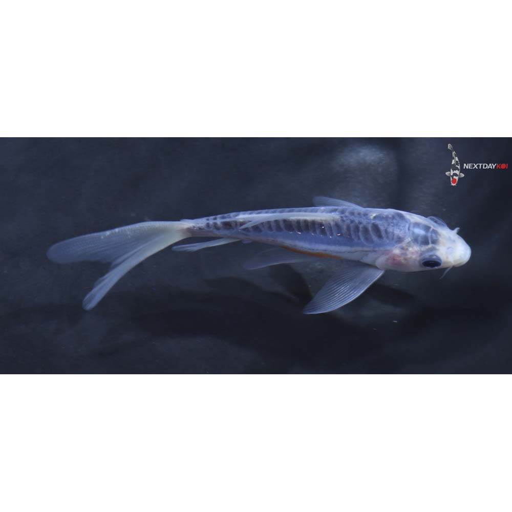 4” Imported Shusui Butterfly Koi