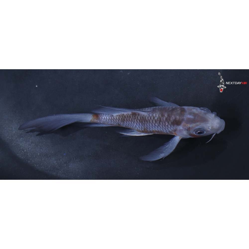 4.5” Imported Ochiba Shigure Butterfly Koi