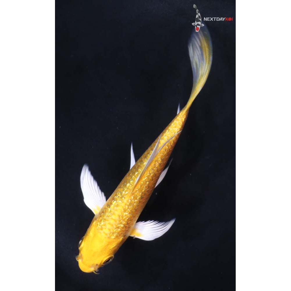 4.5” Imported Gin Rin Yamabuki Ogon Butterfly Koi