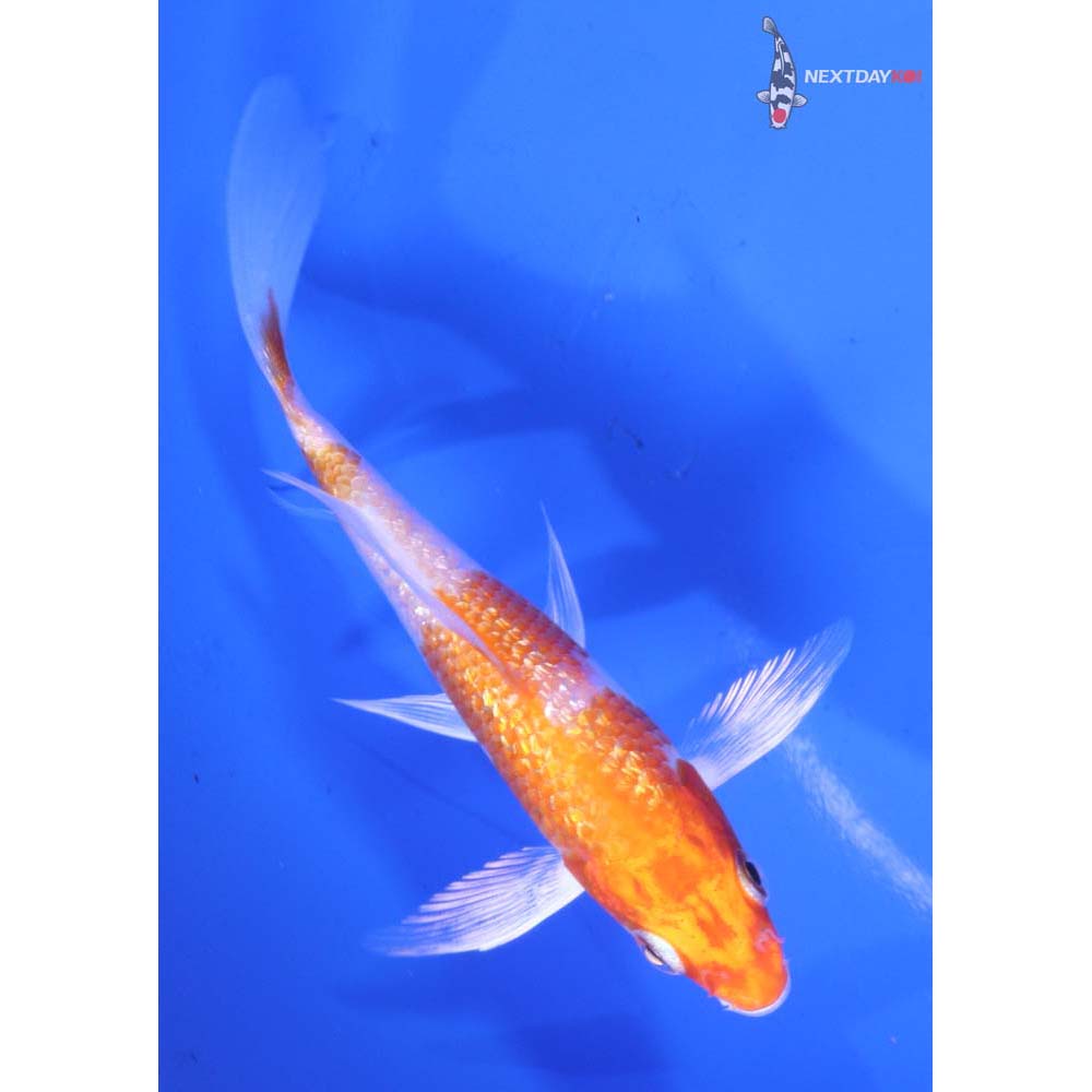 4.5” Imported Gin Rin Hariwake Butterfly Koi