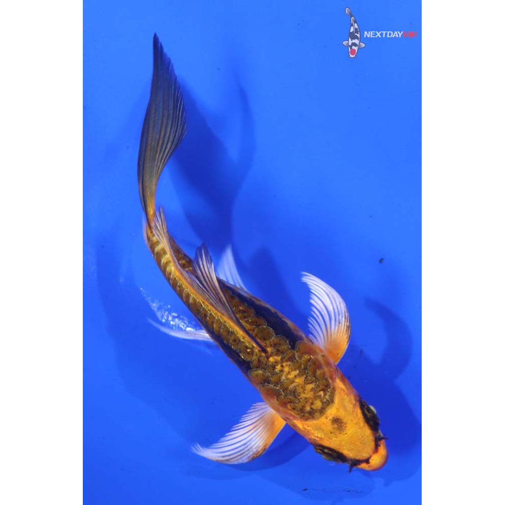4” Imported Kin Kikokuryu Butterfly Koi