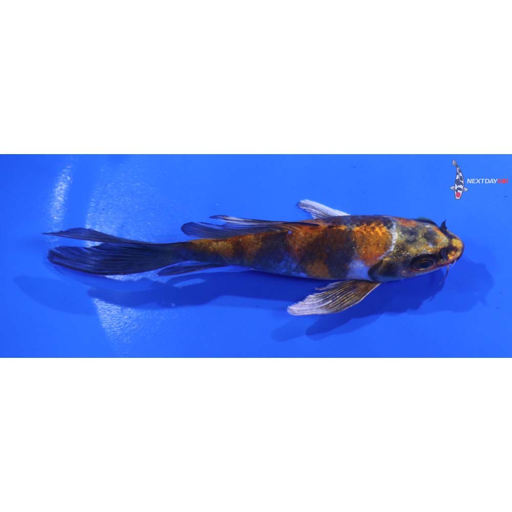 4.5” Imported Kin Showa Butterfly Koi