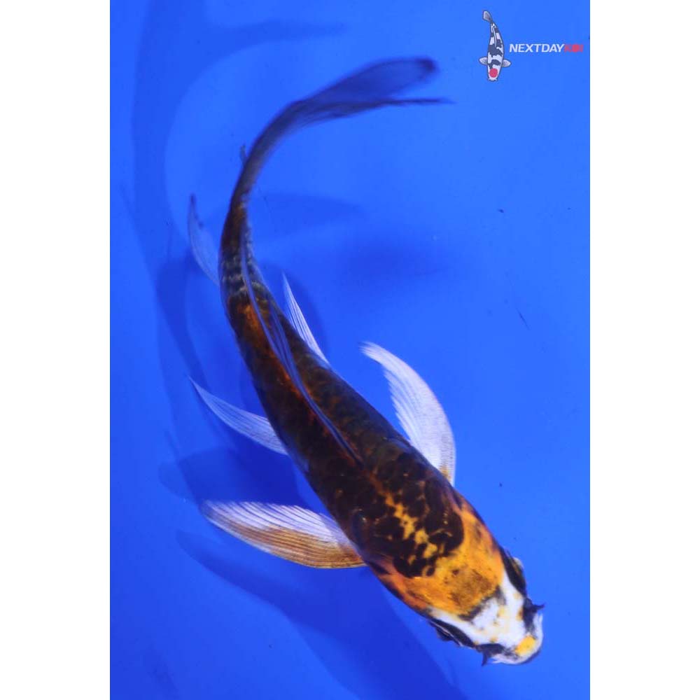 4.5” Imported Kin Kikokuryu Butterfly Koi